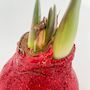 Voir la diapositive 3 : PLANT IN A BOX Amaryllis - Hippeastrum 'Duo Scintillant' - Rouge et Vert