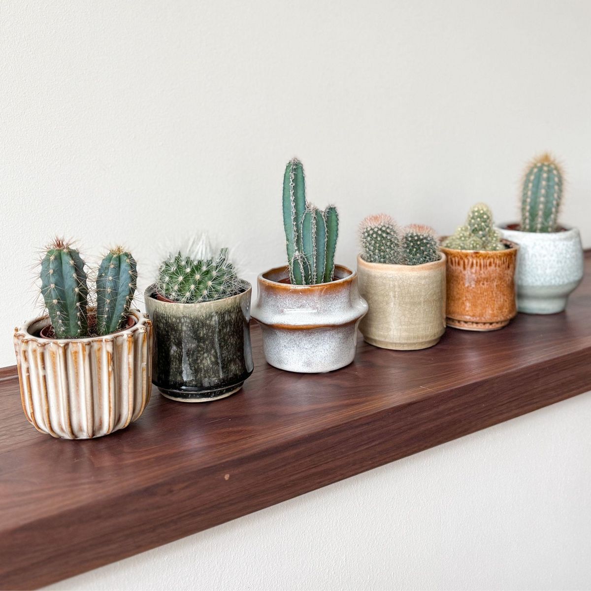 PLANT IN A BOX Mélange de mini cactus - Set de 6 - Cactus - Hauteur 5-10cm - ⌀5,5cm