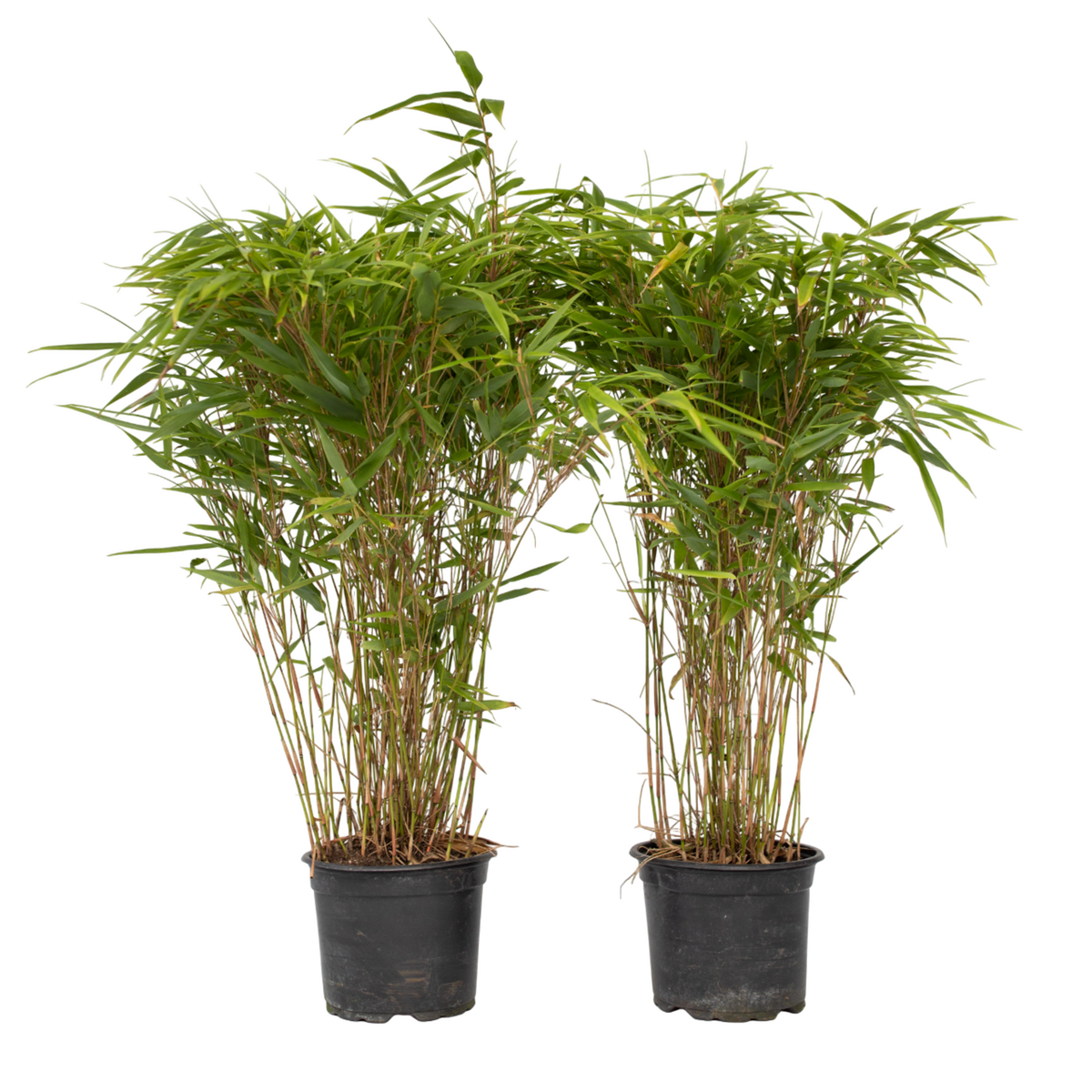 PLANT IN A BOX Bambou non-traçant - Set de 2 - Fargesia nitida 'Gansu' - H50-70cm - ⌀17cm