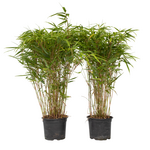 PLANT IN A BOX Bambou non-traçant - Set de 2 - Fargesia nitida 'Gansu' - H50-70cm - ⌀17cm