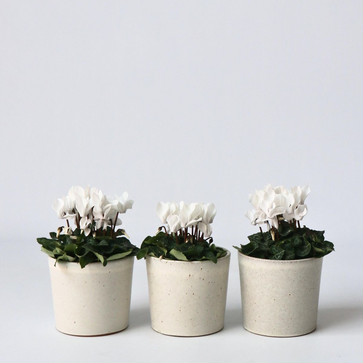 PLANT IN A BOX Cyclamen de Perse - Set de 6 - Cyclamen persicum 'Metis White' - H10-20cm - ⌀9cm