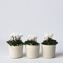 Voir la diapositive 6 : PLANT IN A BOX Cyclamen de Perse - Set de 6 - Cyclamen persicum 'Metis White' - H10-20cm - ⌀9cm