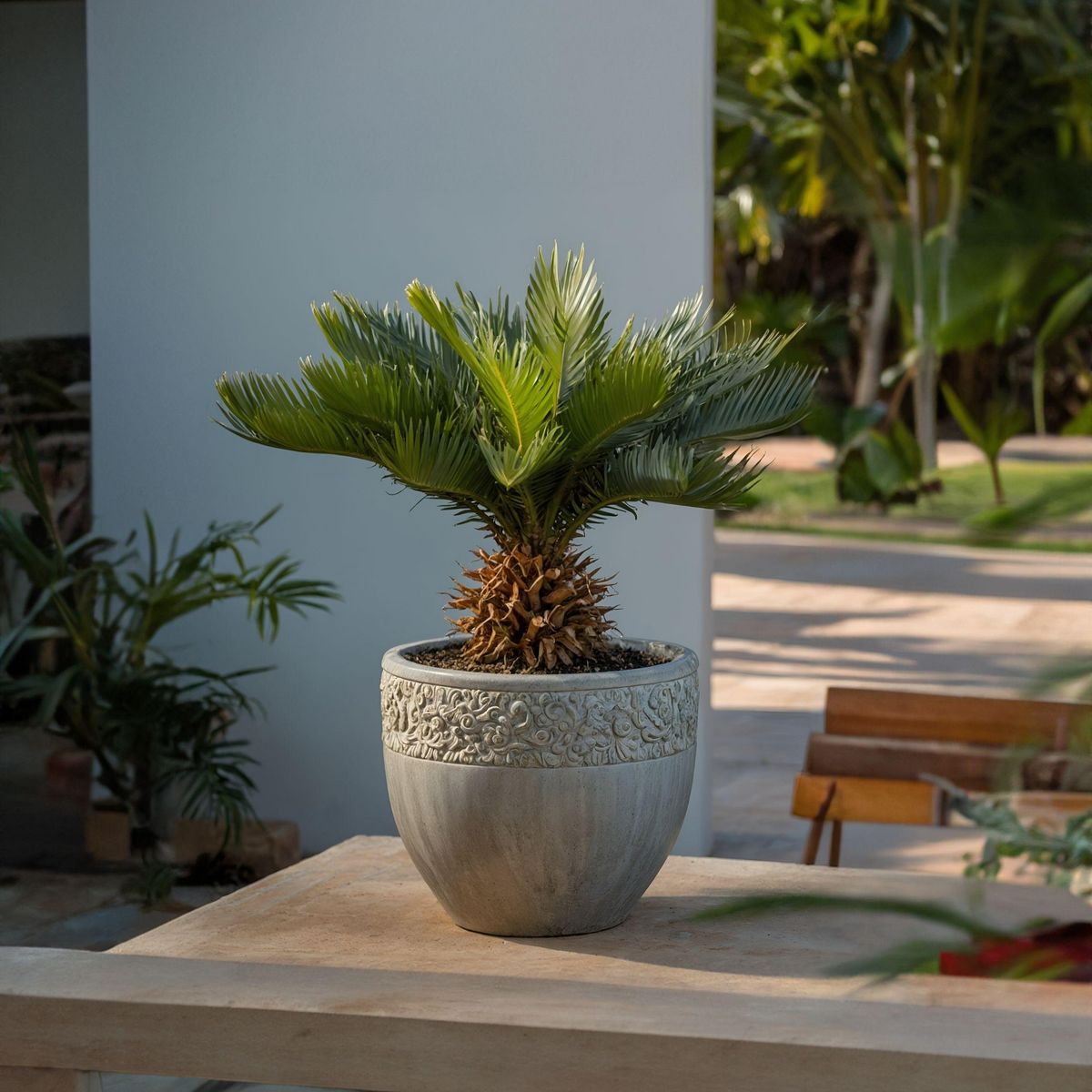 PLANT IN A BOX Sagou du Japon - Set de 4 - Cycas revoluta - Hauteur 45-60cm - ⌀15cm