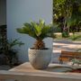 Voir la diapositive 4 : PLANT IN A BOX Sagou du Japon - Set de 4 - Cycas revoluta - Hauteur 45-60cm - ⌀15cm