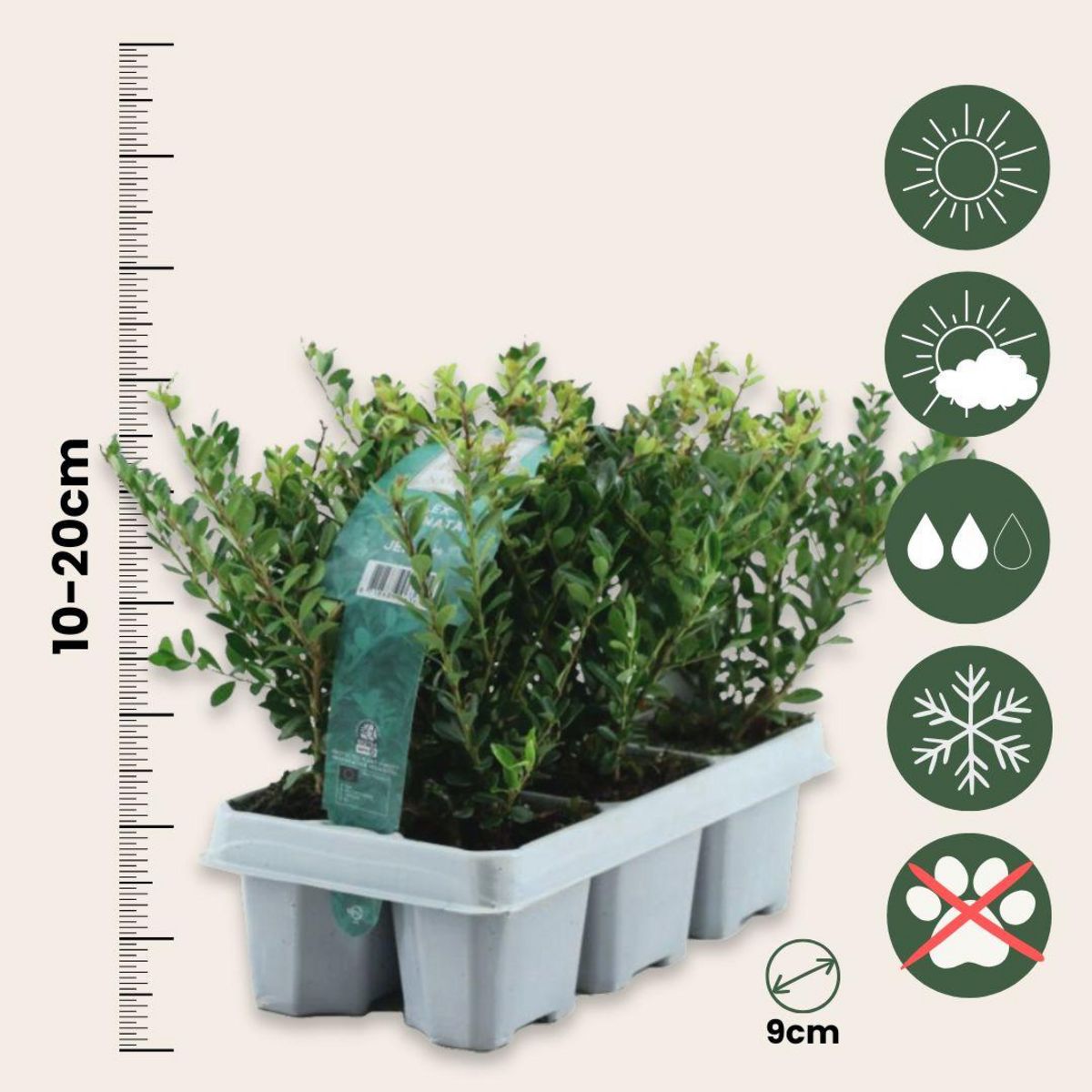 PLANT IN A BOX Houx crenelé - Set de 12 - Ilex crenata 'Jenny' - Hauteur 10-20cm - ⌀9cm