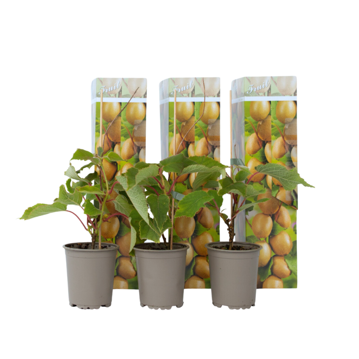 PLANT IN A BOX Kiwi - Set de 3 - Actinidia deliciosa 'Jenny' - Hauteur 20-40cm - ⌀9cm