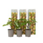 Voir la diapositive 1 : PLANT IN A BOX Kiwi - Set de 3 - Actinidia deliciosa 'Jenny' - Hauteur 20-40cm - ⌀9cm