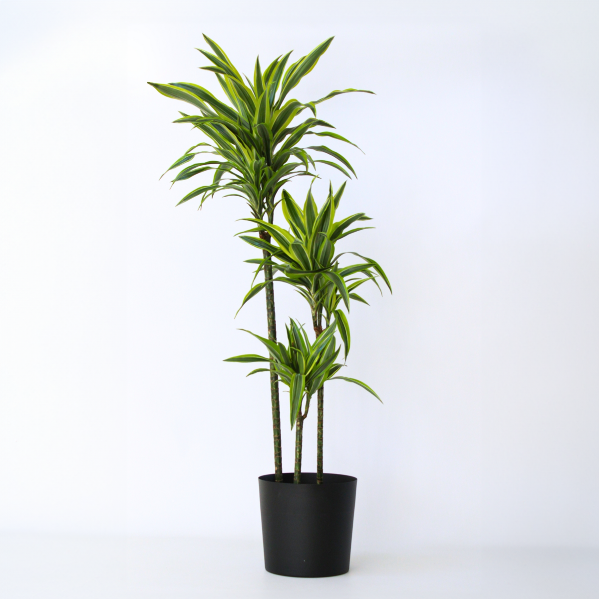 PLANT IN A BOX Dragonnier - Dracaena 'Lemon Lime' - Hauteur 130-140cm - ⌀24cm