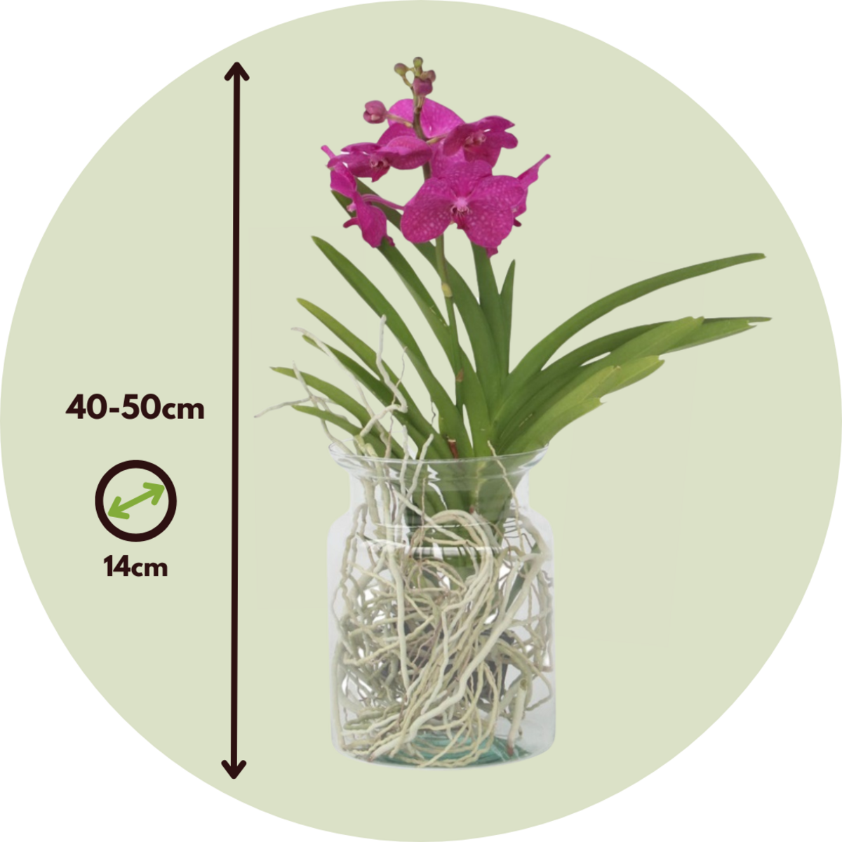 PLANT IN A BOX Orchidée - Vanda 'Cerise' - Hauteur 40-50cm - ⌀14cm