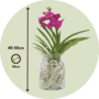 Voir la diapositive 2 : PLANT IN A BOX Orchidée - Vanda 'Cerise' - Hauteur 40-50cm - ⌀14cm