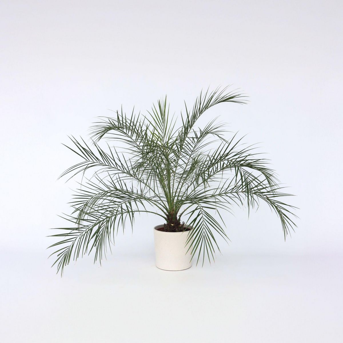 PLANT IN A BOX Palmier Dattier nain - Phoenix roebelenii - Hauteur 80-90cm - ⌀21cm