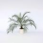 Voir la diapositive 6 : PLANT IN A BOX Palmier Dattier nain - Phoenix roebelenii - Hauteur 80-90cm - ⌀21cm