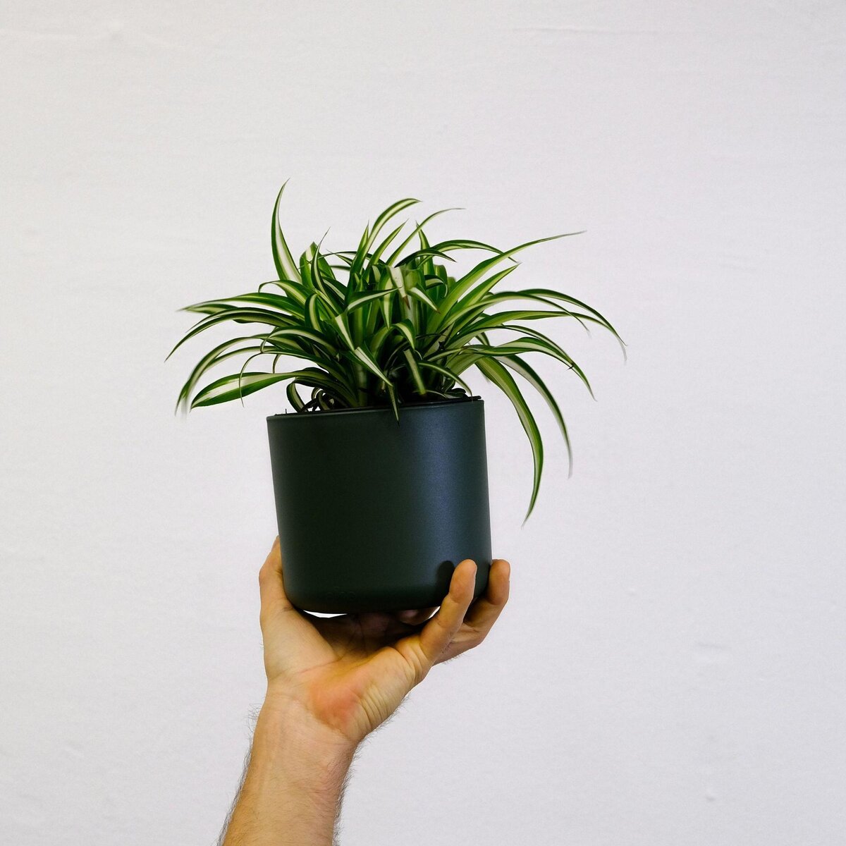 PLANT IN A BOX Plante araignée - Chlorophytum comosum 'Atlantic' - Hauteur 25-40cm - ⌀12cm