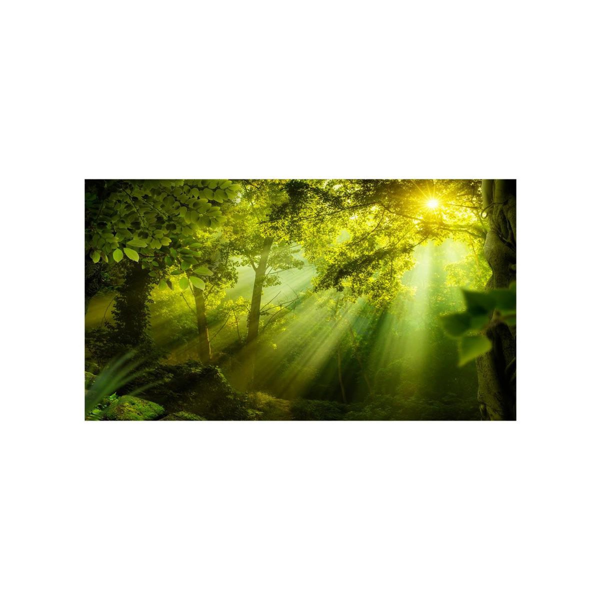 Voir la diapositive 2 : Paris Prix Papier peint xxl  in a secret forest ii  280x500cm