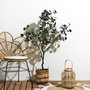 Voir la diapositive 3 : Paris Prix Eucalyptus Artificiel en Pot  Hal  130cm Vert