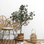 Voir la diapositive 3 : Paris Prix Eucalyptus Artificiel en Pot  Hal  130cm Vert