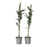 PLANT IN A BOX Gommier - Set de 2 - Eucalyptus cinerea 'Silver Dollar' - H90-110cm - ⌀19cm