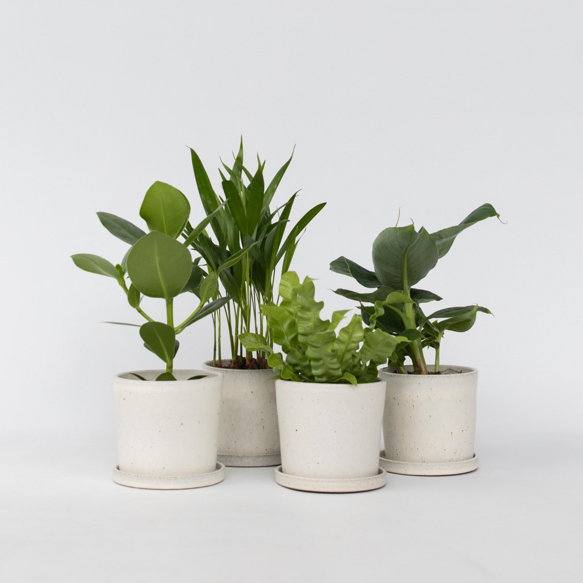 PLANT IN A BOX Plantes d'intérieur - Set de 4 - Areca Asplenium Clusia Musa - H25-40cm - ⌀12cm