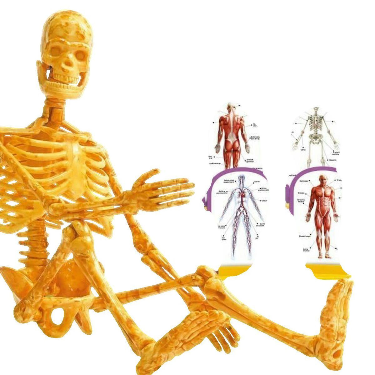 LISCIANI GIOCHI Kit scientifique Lisciani Giochi Découverte du corps humain - I'M A GENIUS POCKET