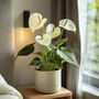 Voir la diapositive 5 : PLANT IN A BOX Langue de feu - Anthurium 'Alpine White' - Hauteur 40-55cm - ø14cm