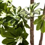 Plante Artificielle  Schefflera  135cm Vert & Noir