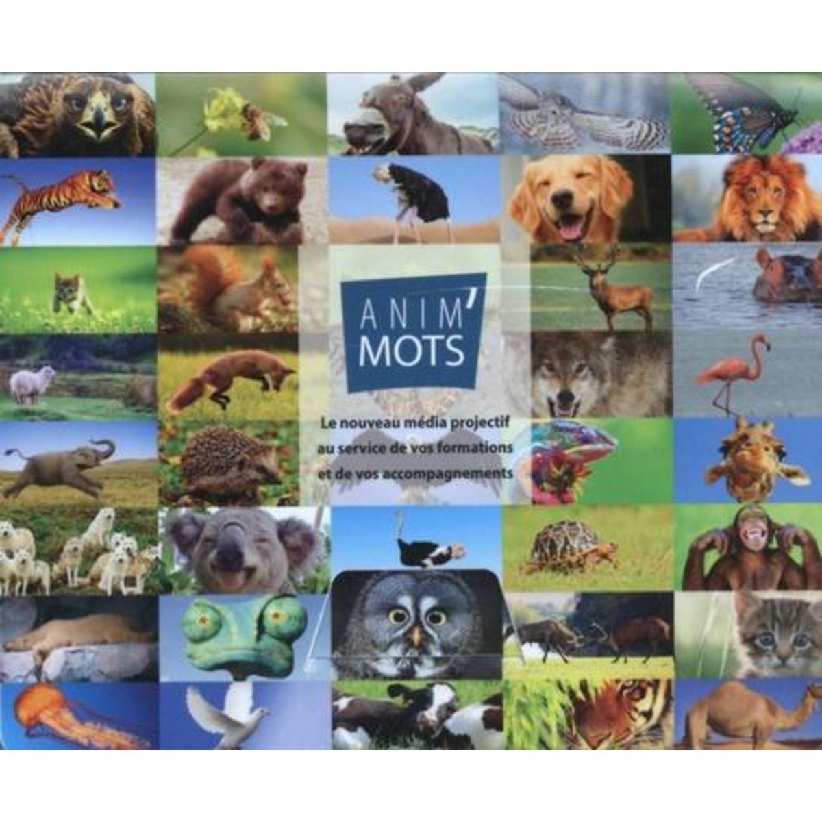 ANIM'MOTS. LE NOUVEAU MEDIA PROJECTIF AU SERVICE DE VOS FORMATIONS ET DE VOS ACCOMPAGNEMENTS, Flasse Paul
