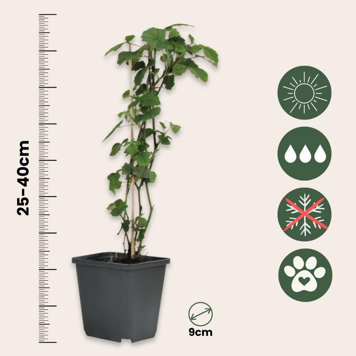 PLANT IN A BOX Trompette des Anges - Set de 3 - Brugmansia - Hauteur 25-40cm - ⌀9cm