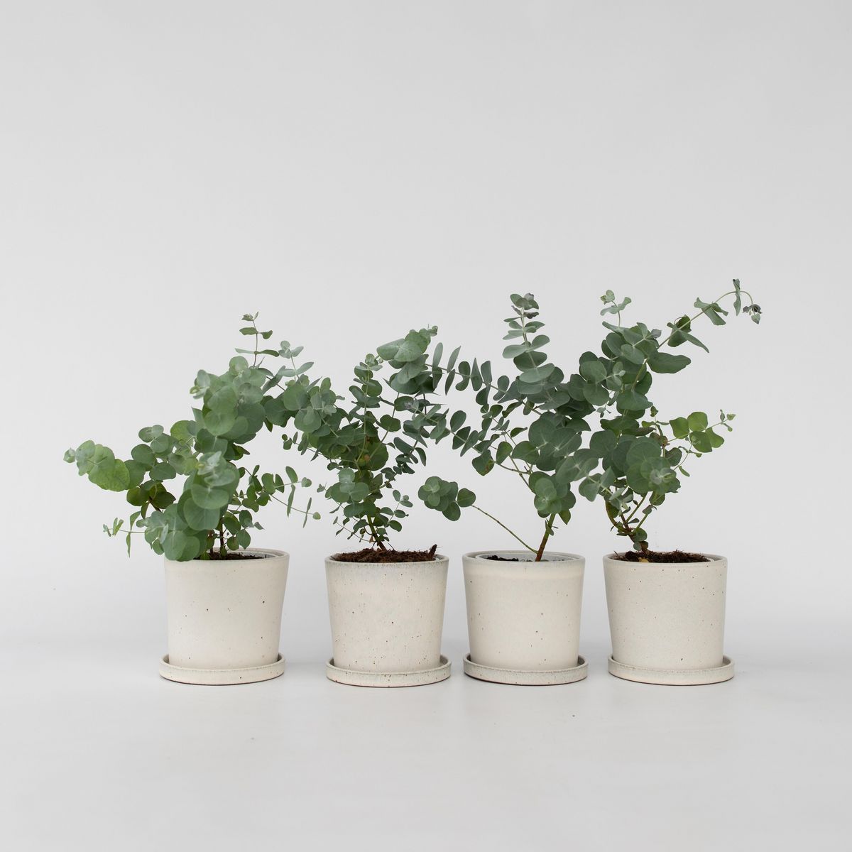 PLANT IN A BOX Gommier - Set de 4 - Eucalyptus 'Pulverulenta' - Hauteur 25-40cm - ⌀12cm