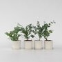 Voir la diapositive 6 : PLANT IN A BOX Gommier - Set de 4 - Eucalyptus 'Pulverulenta' - Hauteur 25-40cm - ⌀12cm