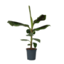 Voir la diapositive 1 : PLANT IN A BOX Bananaier nain - Musa 'Dwarf Cavendish' - Hauteur 90-100cm - ⌀21cm