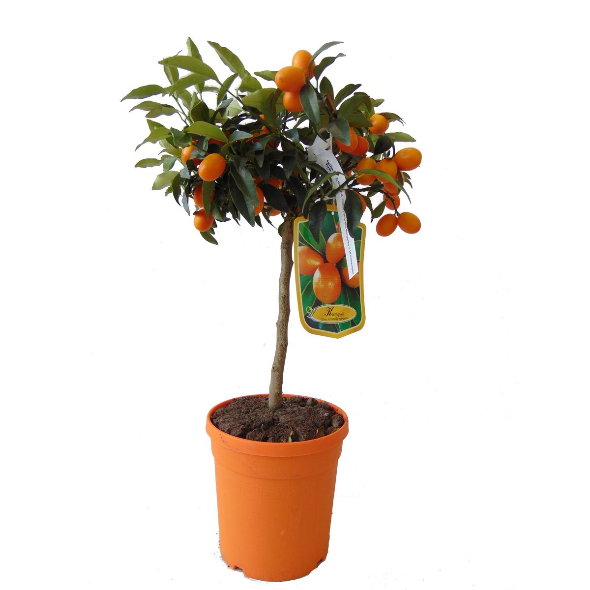 AGRUMES MIX 4L PETITE TIGE POT 18CM 