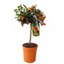 Voir la diapositive 1 : AGRUMES MIX 4L PETITE TIGE POT 18CM 