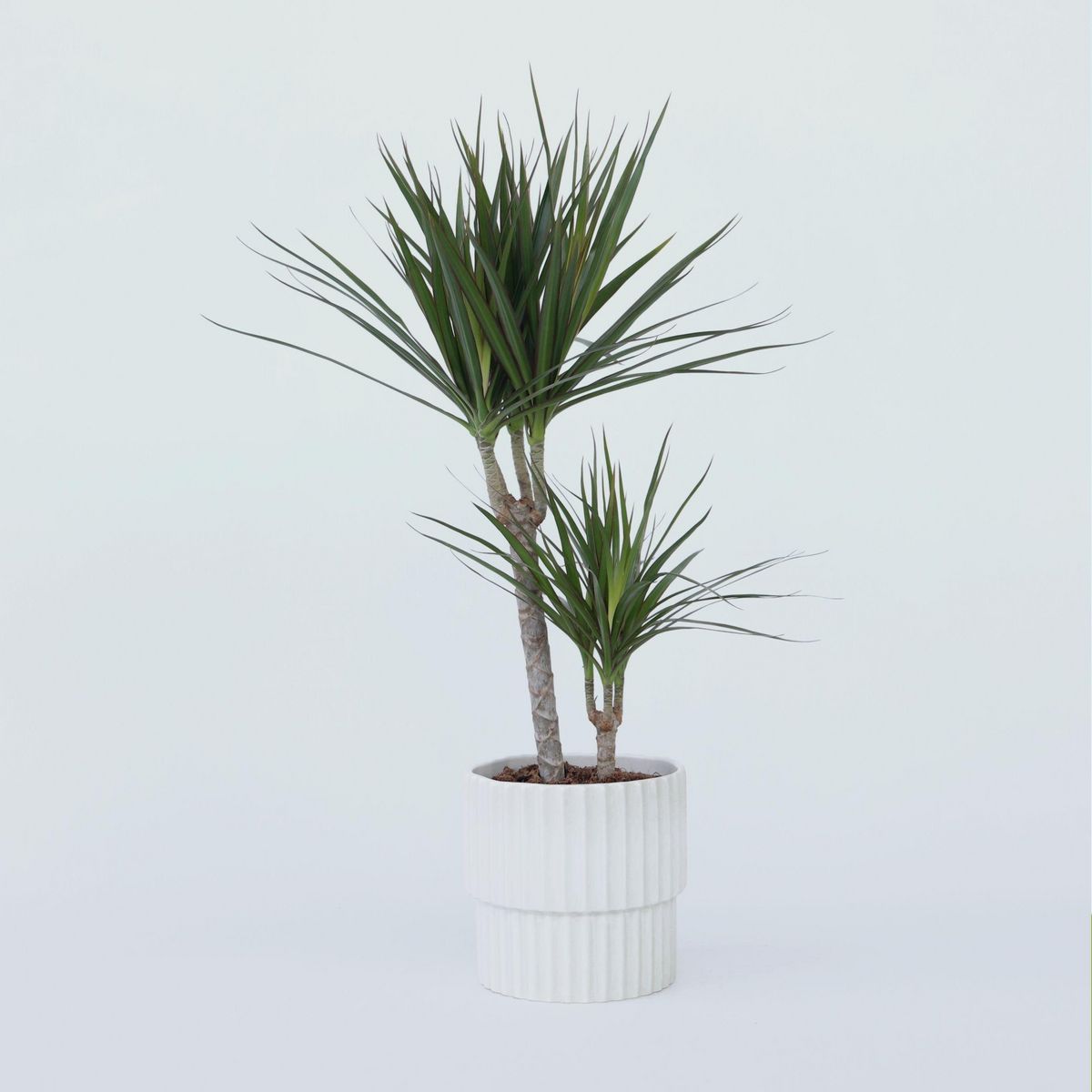 PLANT IN A BOX Dragonnier - Dracaena marginata - Hauteur 70-80cm - ⌀17cm