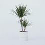 Voir la diapositive 5 : PLANT IN A BOX Dragonnier - Dracaena marginata - Hauteur 70-80cm - ⌀17cm