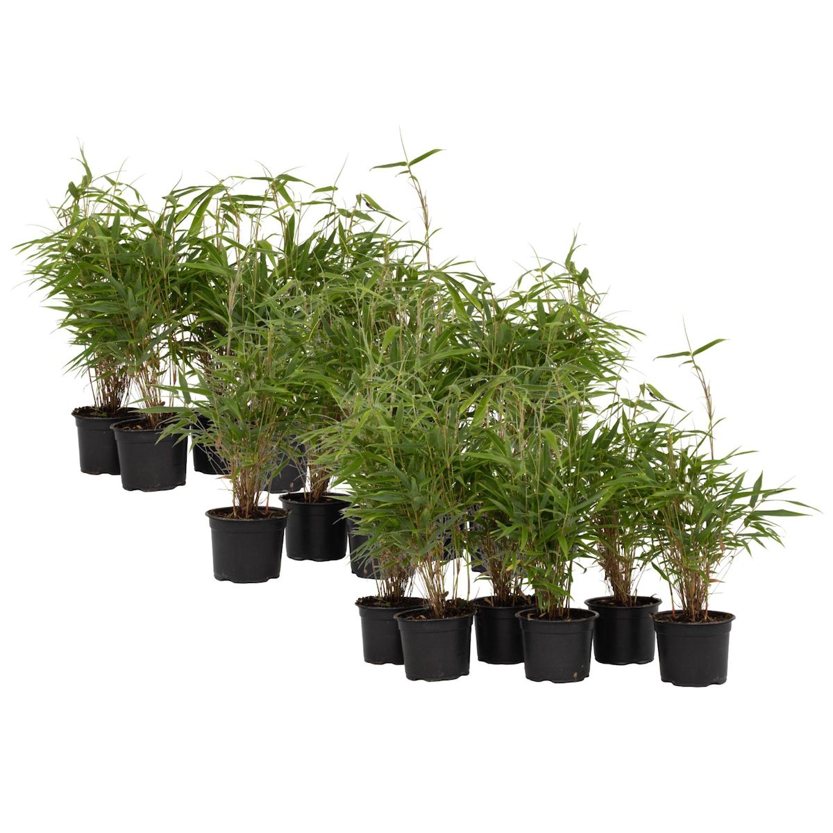 PLANT IN A BOX Bambou non-traçant - Set de 18 - Fargesia rufa - Hauteur 25-40cm - ⌀13cm