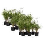 PLANT IN A BOX Bambou non-traçant - Set de 18 - Fargesia rufa - Hauteur 25-40cm - ⌀13cm
