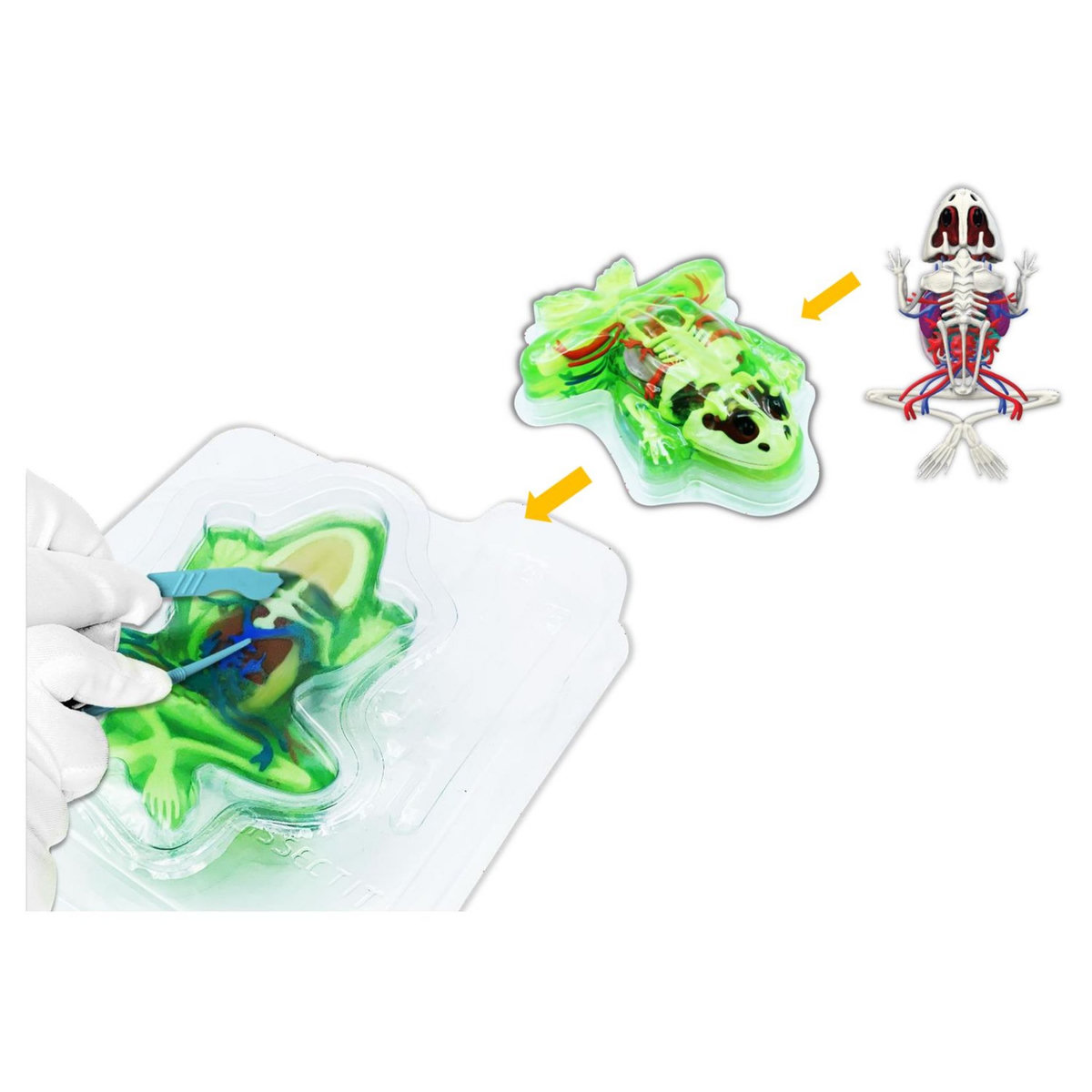 SILVERLIT Méga Pack Grenouille - Dissect-It 