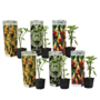 Voir la diapositive 1 : PLANT IN A BOX Trompette des Anges - Set de 6 - Brugmansia - Hauteur 25-40cm - ⌀9cm
