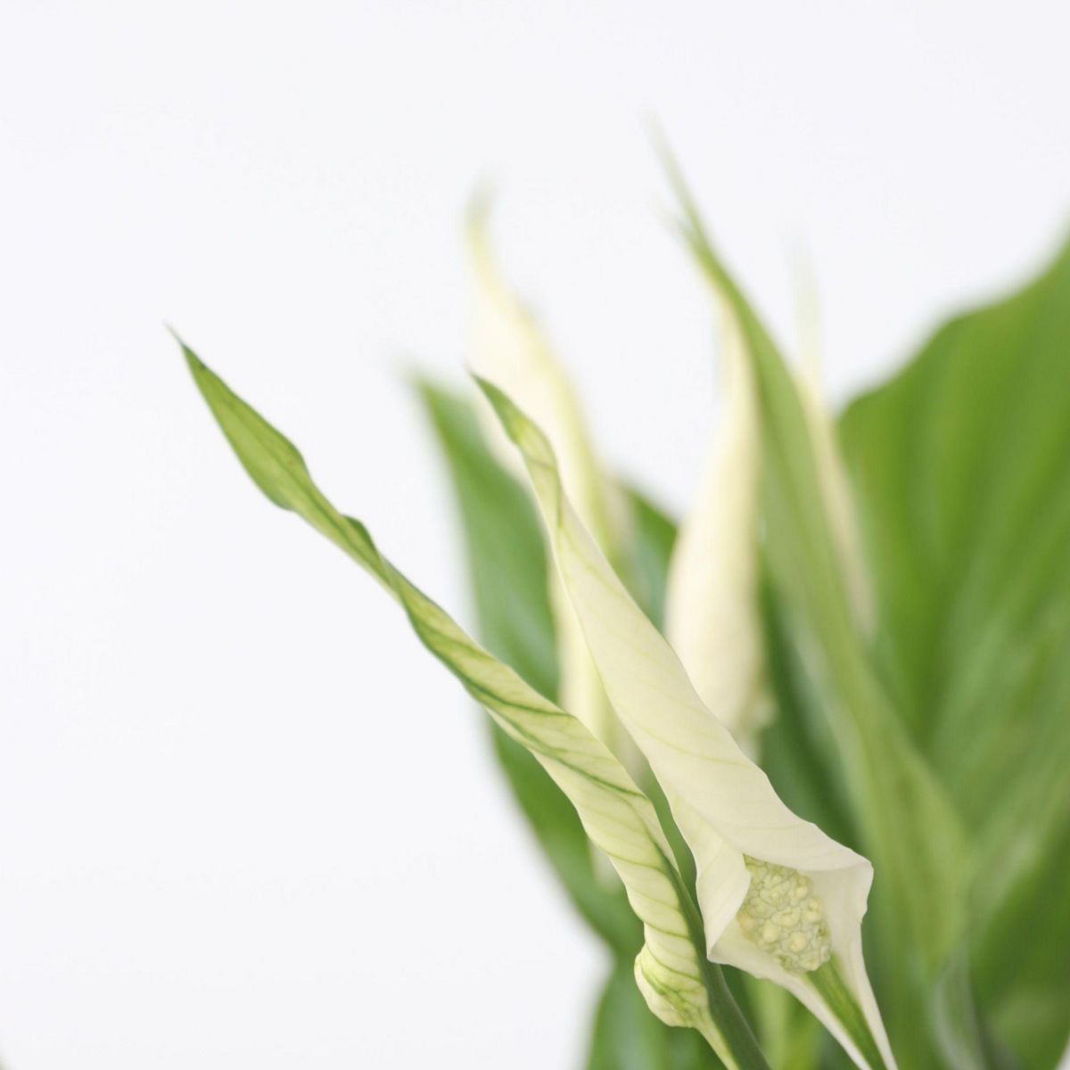 PLANT IN A BOX Fleur de lune - Spathiphyllum 'Torelli' - Hauteur 30-45cm - ⌀12cm