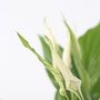 Voir la diapositive 3 : PLANT IN A BOX Fleur de lune - Spathiphyllum 'Torelli' - Hauteur 30-45cm - ⌀12cm