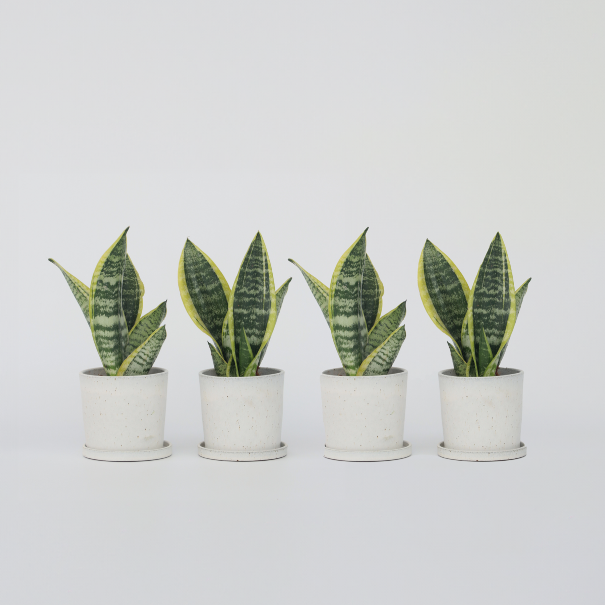 PLANT IN A BOX Langue de belle-mère - Set de 4 - Sansevieria 'Superba' - H35-40cm - ⌀12cm