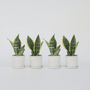 Voir la diapositive 6 : PLANT IN A BOX Langue de belle-mère - Set de 4 - Sansevieria 'Superba' - H35-40cm - ⌀12cm