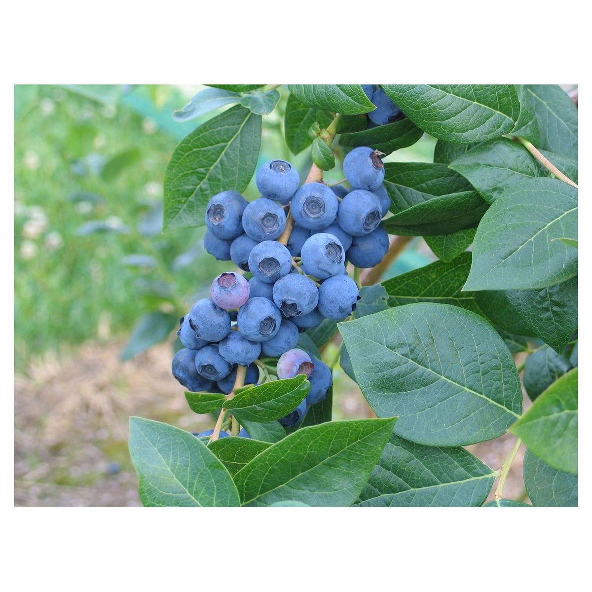 Hortival Diffusion Myrtillier - pot 2 l