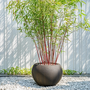 Voir la diapositive 5 : PLANT IN A BOX Bambou - Set de 3 - Fargesia 'Asian Wonder' - Hauteur 25-40cm - ⌀13cm