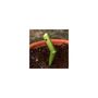 Voir la diapositive 3 : SUAN Plantoir pour jardinage - Suan - En acier - Dimensions : 27 x 3 x 3 cm