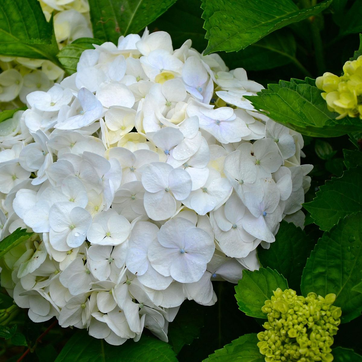 PLANT IN A BOX Hortensia - Set de 6 - Hydrangea macrophylla 'Wudu' - Hauteur 25-40cm - ⌀9cm