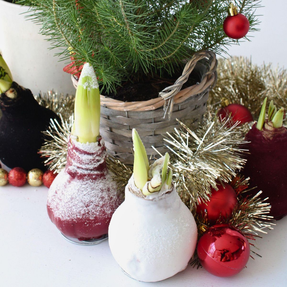 PLANT IN A BOX Amaryllis - Hippeastrum 'Wax Snow Red' - Bulbe de fleur - Rouge