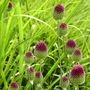 Voir la diapositive 4 : PLANT IN A BOX Ail - Set de 200 - Allium 'Sphaerocephalon' - Bulbes à fleurs - Violet
