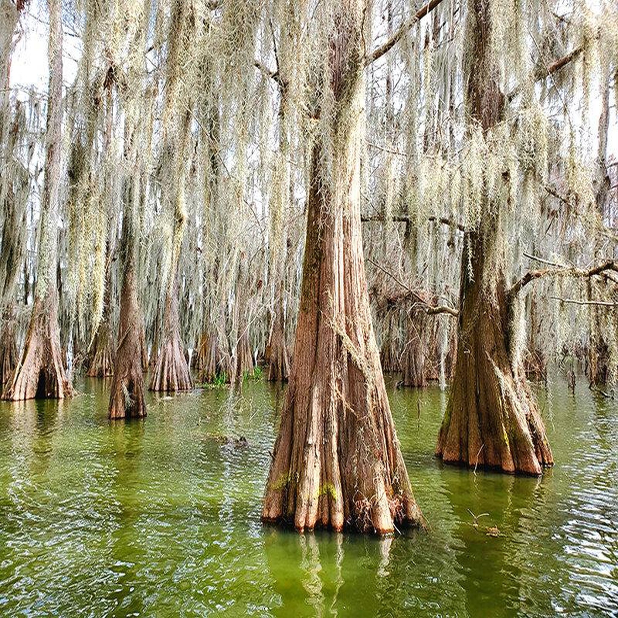 Voir la diapositive 5 : Smartbox City trip en louisiane : 8 jours en hôtels 3* avec visites des lieux incontournables - coffret cadeau séjour