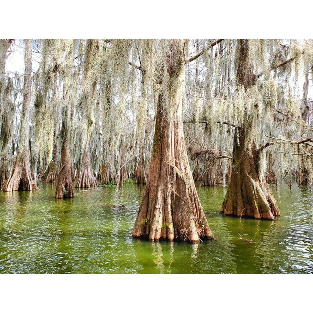 Smartbox City trip en Louisiane : 8 jours en hôtels 3* avec visites des lieux incontournables - Coffret Cadeau Séjour